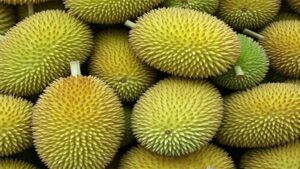 Buah Durian Singapura